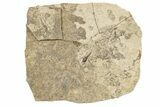 Detailed Fossil March Fly (Bibionidae) - France #254200-1